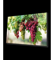 Meyveler Cam Tablo 4mm Dayanıklı Temperli Cam