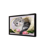 Kedi Yavrusu Çerçeveli Cam Tablo