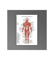 İnsan Anatomisi Arka Kas