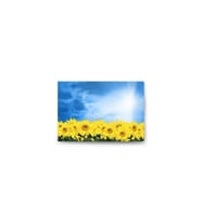 DBSanatevi Günebakan Tablo 40 X 30 cm