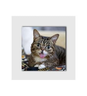 DBSanatevi Lil Bub Adlı Kedi Tablo 40 X 30 Cm