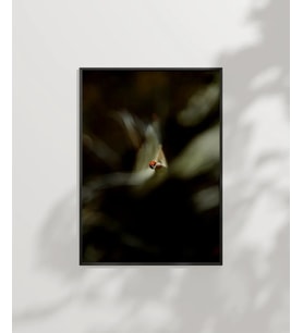 Uçan Küçük Kuş Poster