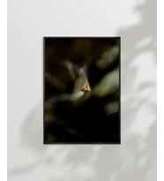 Uçan Küçük Kuş Poster (Çok Renkli)