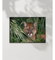 Ormandaki Puma Poster (Çok Renkli)