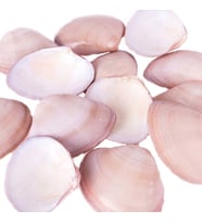 Chocolate Clams Kiloluk Deniz Kabuğu (1 KG)