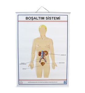 İNSANDA BOŞALTIM YAPI VE ORGANLARI