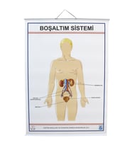 İNSANDA BOŞALTIM YAPI VE ORGANLARI