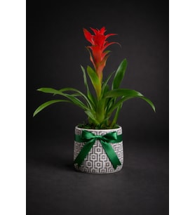 Kare Desenli Gri Beton Saksıda Guzmania Bitkisi
