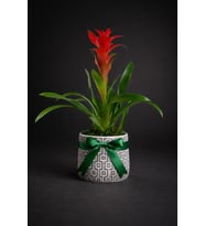 Kare Desenli Gri Beton Saksıda Guzmania Bitkisi