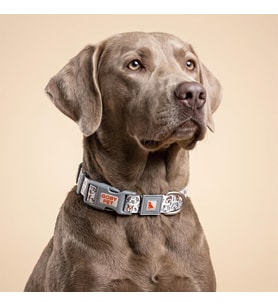 GOBYPET Desenli Köpek Boyun Tasması 25 mm, Ayarlanabilir 39-55 cm, Güçlendirilmiş Emniyet Kilitli Toka, Paslanmaz Metal D Halka, Dayanıklı Kumaş, Günlük Kullanım, Yürüyüş ve Eğitim İçin