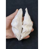 İki Parçalı Deniz Kabuğu Tridacna Gigas 30-P2