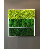 Archimoss Design Mumyalanmış 3 Farklı Yosun Tablo