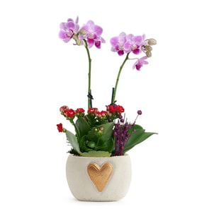Kalp Vazoda Mini Mor Orkide ve Kırmızı Kalanchoe