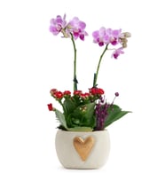 Kalp Vazoda Mini Mor Orkide ve Kırmızı Kalanchoe