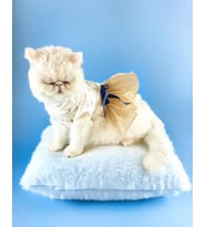 Navy Creamy Tütülü Kedi Elbisesi, Kıyafeti Tutu (Krem)