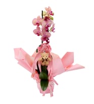 AYICIKLI PEMBE BUKETTE MİX ORKİDE