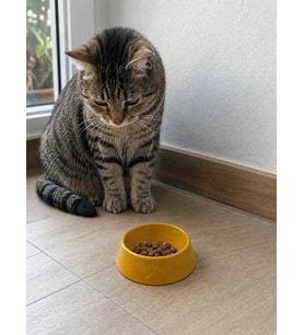 Pati Desen Model Beton Kedi Köpek Mama ve Su Kabı 13 cm çap x 4 cm - Bronz