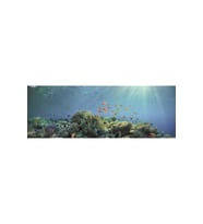 Kanki Pet KP18565030 Akvaryum Arka Fon Yapıştırma 185 x 65 CM