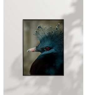 Mavi Tüylü Egzotik Kuş Poster