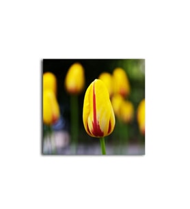 Sarı Lale Tablo 60 X 80 Cm