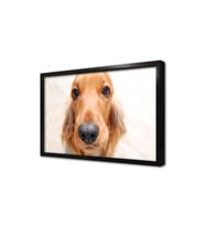 Köpek Çerçeveli Cam Tablo