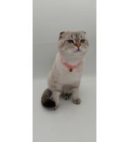 GAD Pembe Kedi - Köpek Kedi Kolye
