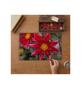Kırmızı Yıldız Çiçeği Tasarımı 240 parça Ahşap Puzzle Ahşap Kutuda MP01965