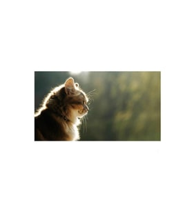 DBSanatevi Yalnız Kedi Tablo 70 X 70 Cm