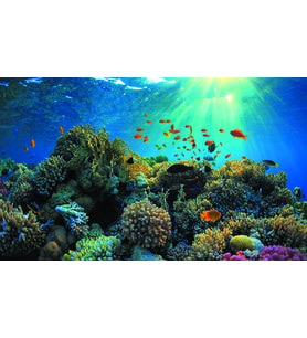 Kanki Pet KP5540021 Akvaryum Arka Fon Yapıştırma 55 x 40 CM
