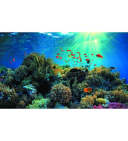 Kanki Pet KP5540021 Akvaryum Arka Fon Yapıştırma 55 x 40 CM