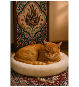 Kedi evi