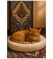 Kedi evi