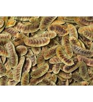 DEVE GÖZÜ (AÇLIK OTU) 1KG