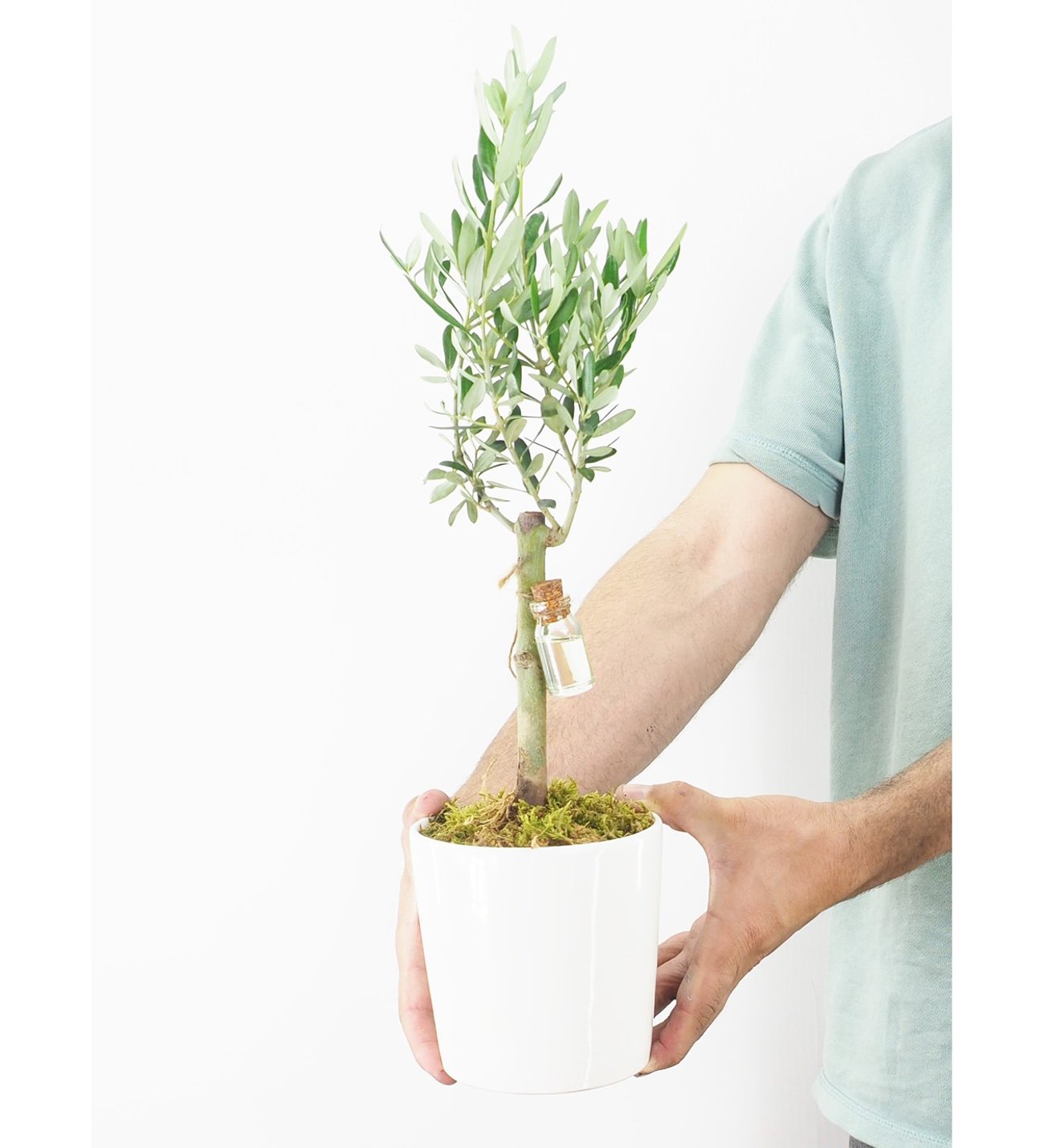 Seramik Saksda Zeytin Aac Bonsai