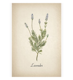 Botanik Lavanta- Herb Garden Art -ev Dekorasyonu- Mutfak, Otlar Tablo Ahşap Poster Dekoratif