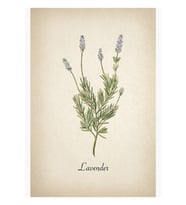 Botanik Lavanta- Herb Garden Art -ev Dekorasyonu- Mutfak, Otlar Tablo Ahşap Poster Dekoratif