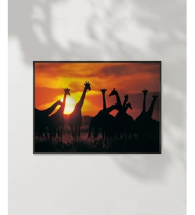 Gergedanlar Poster