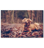 Cakatablo Sonbahar Yaprakları Üzerinde Oturan Kahverengi Köpek