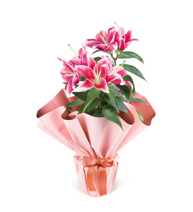 Pembe buketli Beyaz Saksıda Pembe Lilyum
