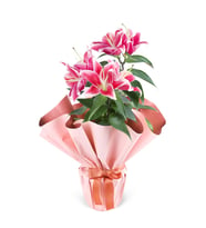 Pembe buketli Beyaz Saksıda Pembe Lilyum