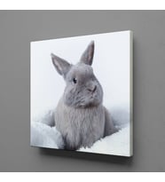 GRİ TAVŞAN KANVAS TABLO 140x140cm