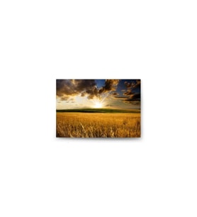 DBSanatevi Başaklara Gün Doğarken Tablo 40 X 60 Cm