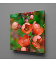 NAR ÇİÇEK AÇMIŞ KANVAS TABLO 140x140cm