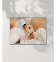 Yavru Köpek Bakışı Poster