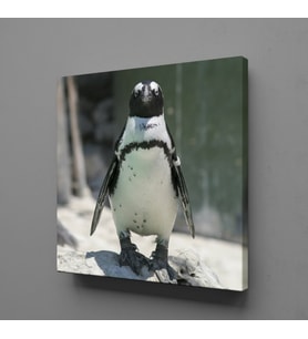 PENGUEN KANVAS TABLO 190x190cm