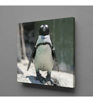 PENGUEN KANVAS TABLO 190x190cm