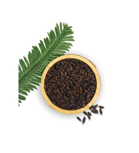 KAVRULMUŞ HURMA ÇEKİRDEĞİ 500 GR