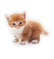 Tekir kedi turuncu yavru araba Sticker 18Cm Model1