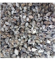 Nassa Vibex Kiloluk Deniz Kabuğu (1 KG)