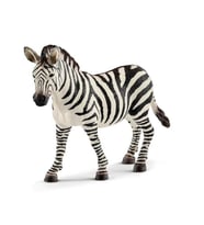 Dişi Zebra